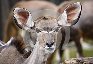 A blesbok antelope Damaliscus pygargus standing in grass