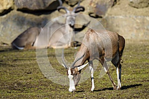 A blesbok antelope Damaliscus pygargus standing in grass