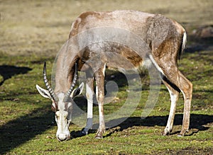 A blesbok antelope Damaliscus pygargus standing in grass