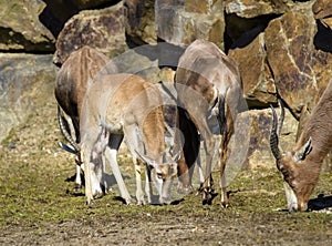 A blesbok antelope Damaliscus pygargus standing in grass