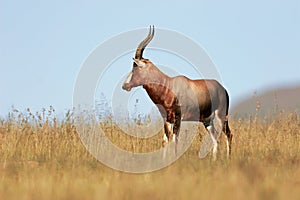 Blesbok antelope in grassland