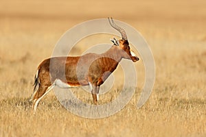 Blesbok antelope in grassland, Mountain Zebra National Park, South Africa