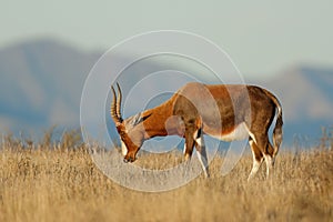 Blesbok antelope in grassland, Mountain Zebra National Park, South Africa