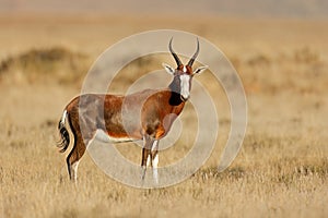 Blesbok antelope in grassland, Mountain Zebra National Park, South Africa