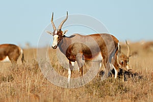 A blesbok antelope in grassland, Mountain Zebra National Park, South Africa