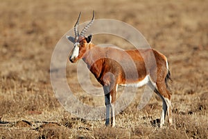 Blesbok antelope in grassland - South Africa