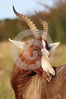 Blesbok Antelope Grooming