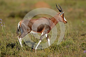 Blesbok antelope in natural habitat