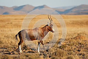 A blesbok antelope in natural habitat, Mountain Zebra National Park, South Africa