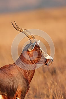 Blesbok antelope portrait - South Africa