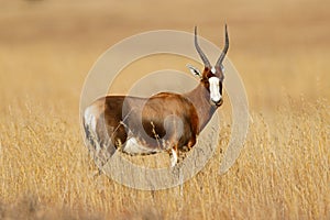 Blesbok antelope standing in grassland