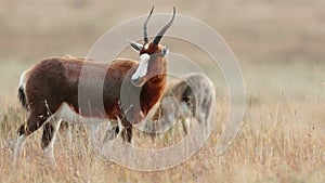 A blesbok antelope standing in grassland, Mountain Zebra National Park, South Africa