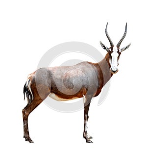 Blesbok antelopes