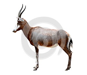 Blesbok antelopes
