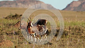 Blesbok antelopes in grassland