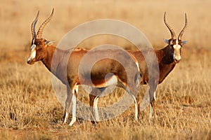 Blesbok antelopes in natural habitat, Mountain Zebra National Park, South Africa