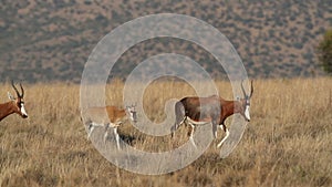 Blesbok antelopes walking