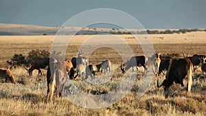 Blesbok antelopes and wildebeest grazing