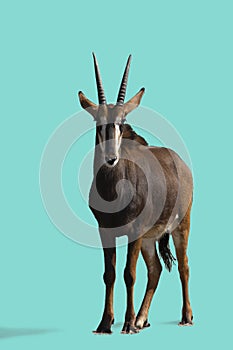 The blesbok or blesbuck Damaliscus pygargus phillipsi antelope endemic to South Africa and Eswatini isolated on a blue