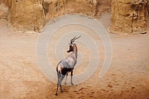 The Blesbok or Blesbuck, Damaliscus Pygargus Phillipsi, a Subspecies of the Bontebok Antelope