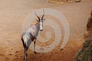 The Blesbok or Blesbuck, Damaliscus Pygargus Phillipsi, a Subspecies of the Bontebok Antelope