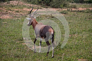 The blesbok or blesbuck (Damaliscus pygargus phillipsi) is a subspecies of the bontebok antelope, Zimbabwe