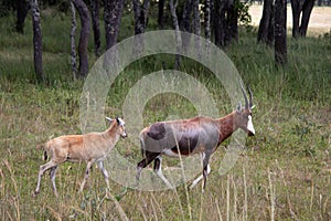 The blesbok or blesbuck (Damaliscus pygargus phillipsi) is a subspecies of the bontebok antelope, Zimbabwe