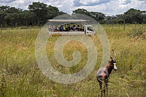The blesbok or blesbuck (Damaliscus pygargus phillipsi) is a subspecies of the bontebok antelope, Zimbabwe
