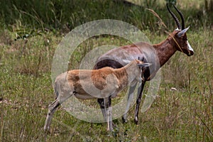 The blesbok or blesbuck (Damaliscus pygargus phillipsi) is a subspecies of the bontebok antelope, Zimbabwe