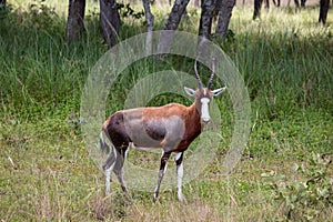 The blesbok or blesbuck (Damaliscus pygargus phillipsi) is a subspecies of the bontebok antelope, Zimbabwe