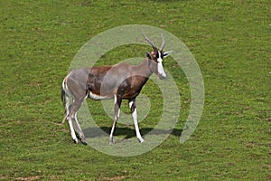 Blesbok or Bontebok, damaliscus pygargus phillipsi