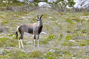 Blesbok or Bontebok standing in grass,