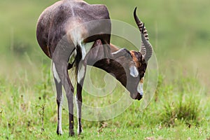 Blesbok Buck Head Scratch