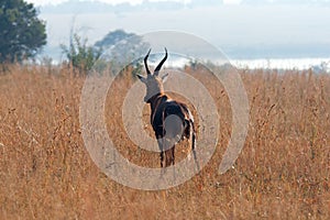 BLESBOK BULL FROM BEHIND