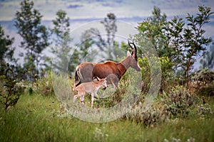 Blesbok and calf in green grass