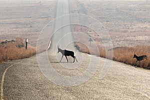 Blesbok Crossing Road