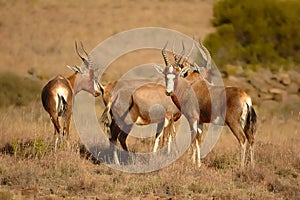 Blesbok (Damaliscus dorcas phillipsi)