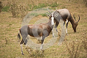 Blesbok, Damaliscus dorcas phillipsi, is threatened with extinction in the wild