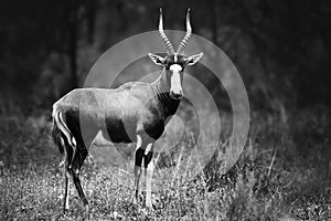 Blesbok, Damaliscus pygargus phillipsi, or blesbuck male black and white