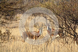 Blesbok Damaliscus pygargus phillipsi in Limpopo Province