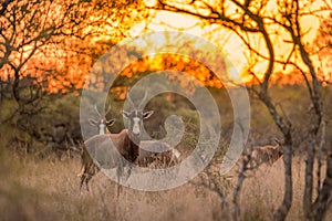 A blesbok Damaliscus pygargus phillipsi standing in the grass at sunset, South Africa