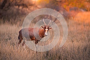 A blesbok Damaliscus pygargus phillipsi standing in long grass, South