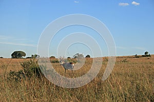 BLESBOK ON GRASSLAND