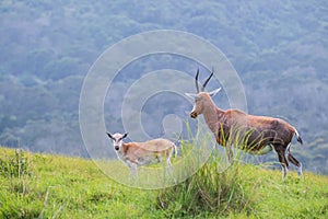 Blesbok and her calf standing on the mountain