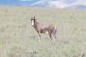 Blesbok looking towards the camera