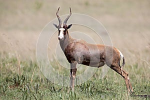 Blesbok male standing on open grass plain