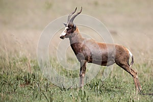 Blesbok male standing on open grass plain