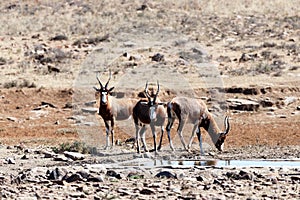 Blesbok - Meeting up for a drink at the dam