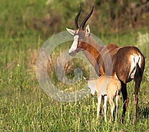 Blesbok mother and child