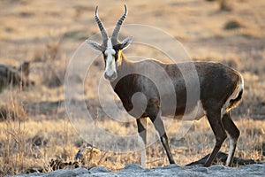 Blesbok ram at at water hole